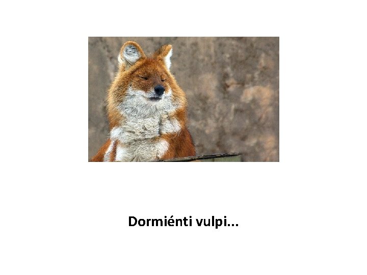 Dormiénti vulpi. . . 