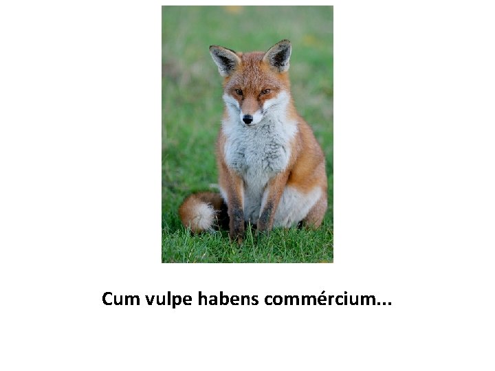 Cum vulpe habens commércium. . . 