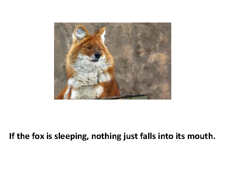 If the fox is sleeping, nothing just falls into its mouth. 