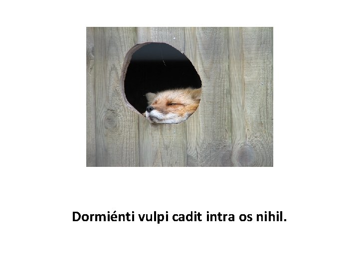 Dormiénti vulpi cadit intra os nihil. 