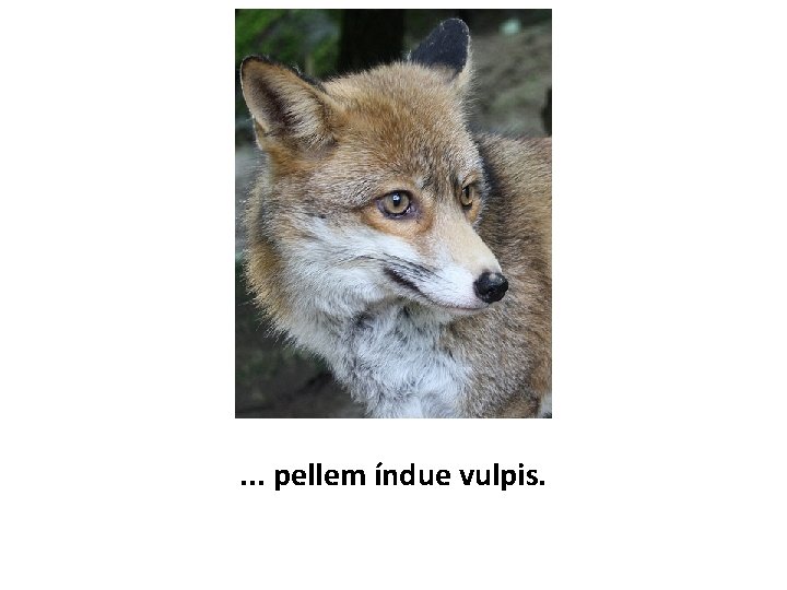 . . . pellem índue vulpis. 
