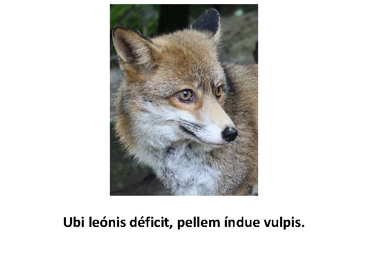 Ubi leónis déficit, pellem índue vulpis. 