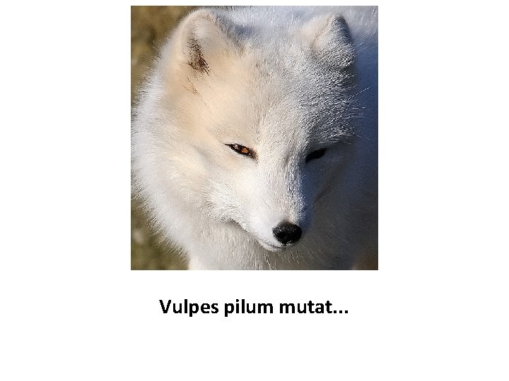 Vulpes pilum mutat. . . 