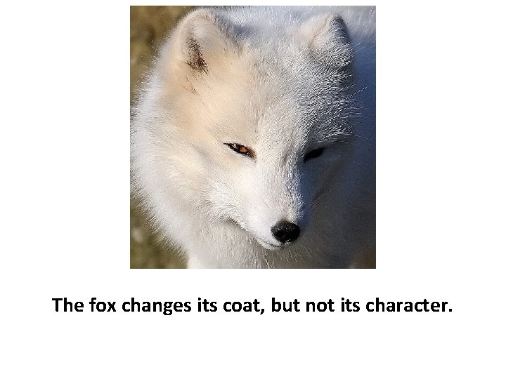 The fox changes its coat, but not its character. 