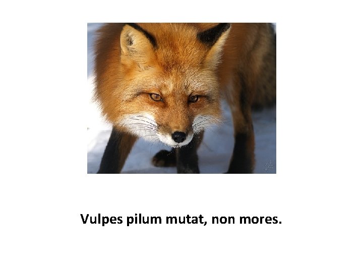 Vulpes pilum mutat, non mores. 