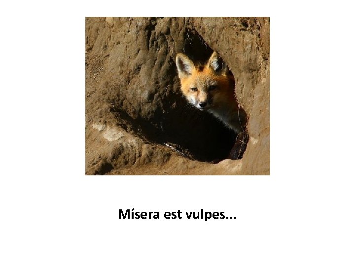 Mísera est vulpes. . . 