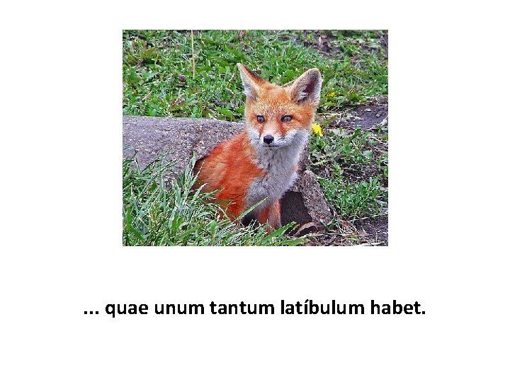 . . . quae unum tantum latíbulum habet. 