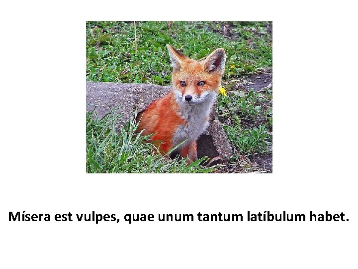 Mísera est vulpes, quae unum tantum latíbulum habet. 