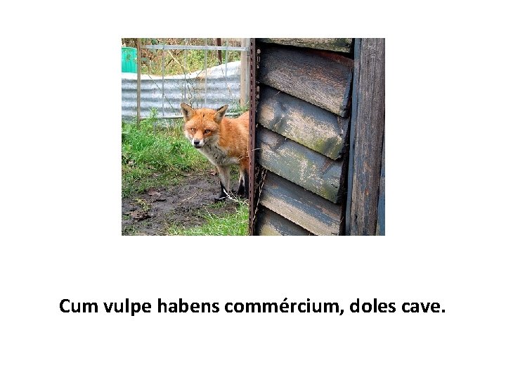 Cum vulpe habens commércium, doles cave. 