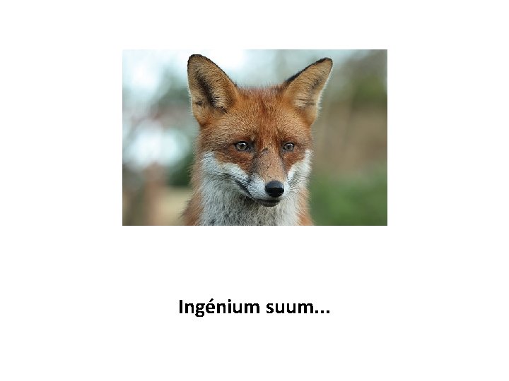 Ingénium suum. . . 