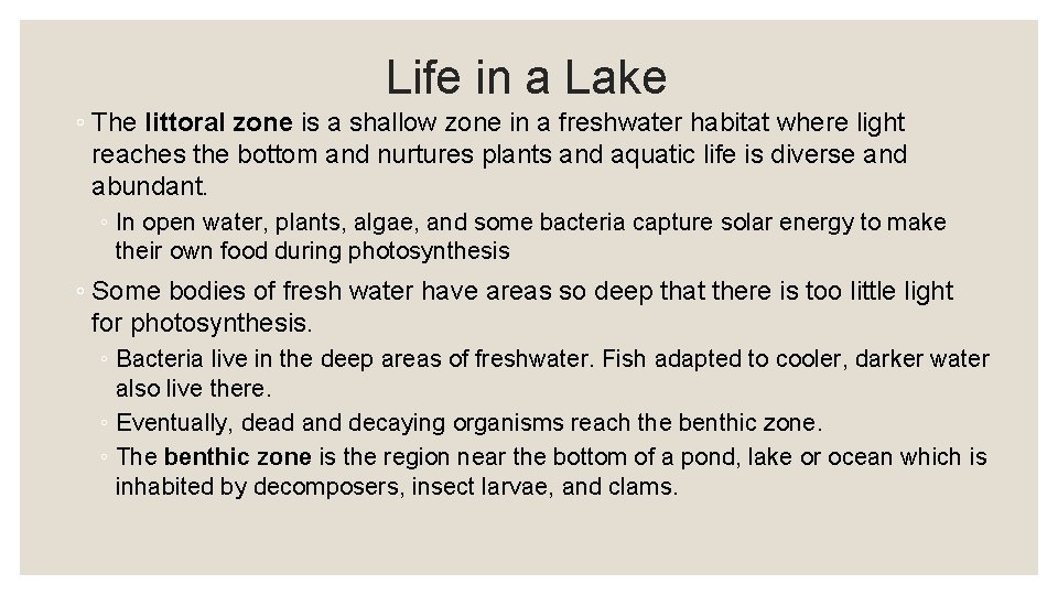 Life in a Lake ◦ The littoral zone is a shallow zone in a