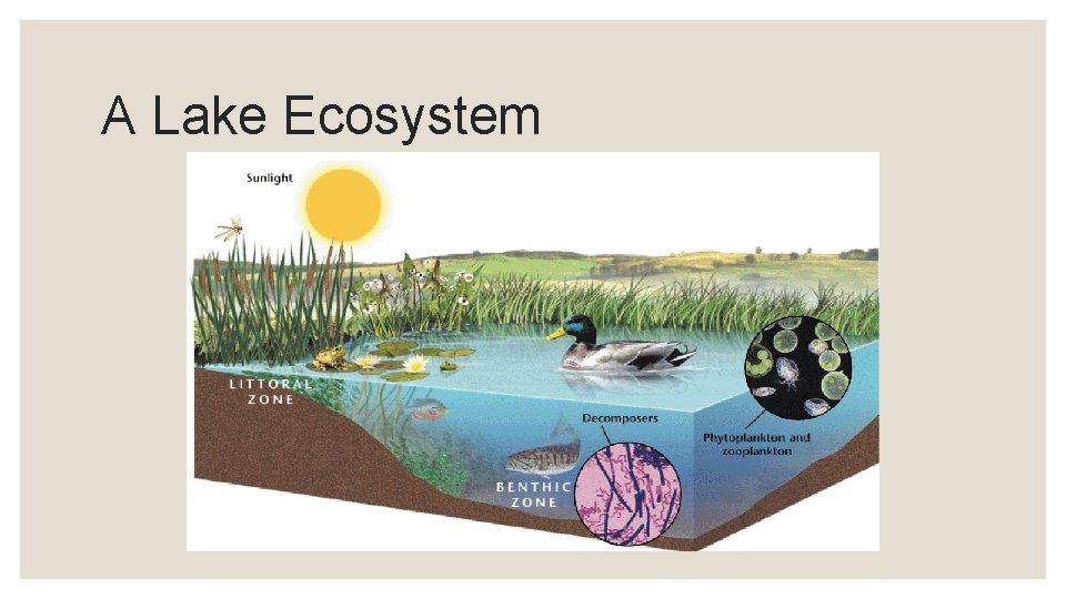 A Lake Ecosystem 