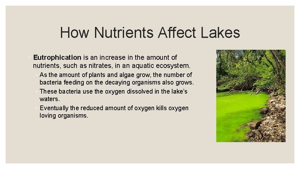 How Nutrients Affect Lakes ◦ Eutrophication is an increase in the amount of nutrients,