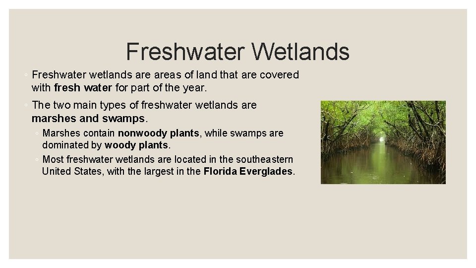 Freshwater Wetlands ◦ Freshwater wetlands areas of land that are covered with fresh water
