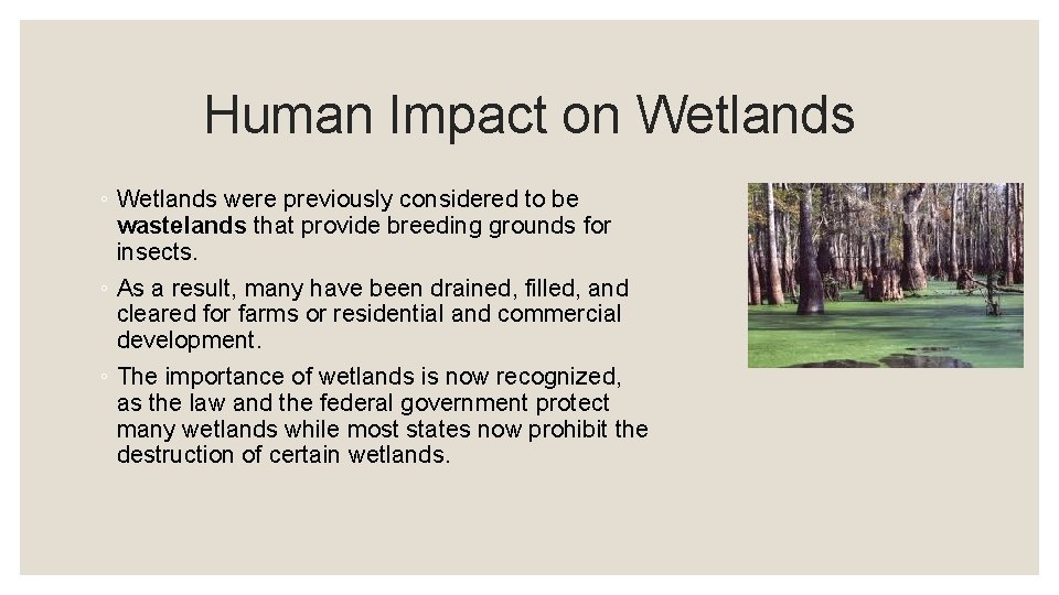 Human Impact on Wetlands ◦ Wetlands were previously considered to be wastelands that provide