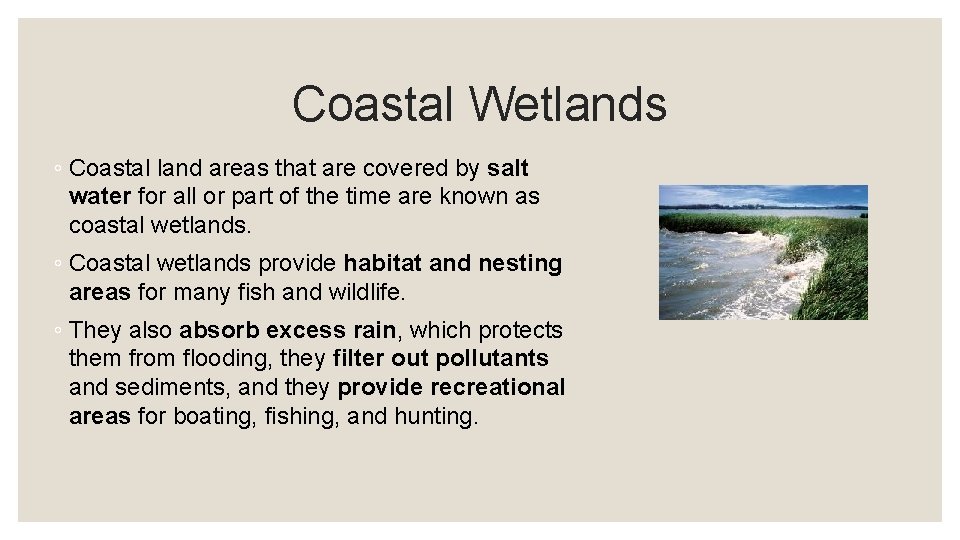 Coastal Wetlands ◦ Coastal land areas that are covered by salt water for all
