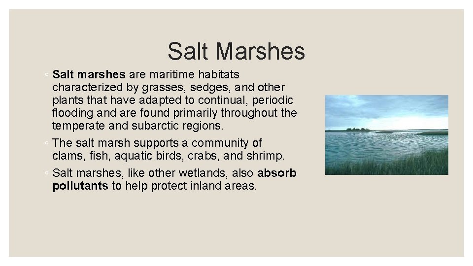 Salt Marshes ◦ Salt marshes are maritime habitats characterized by grasses, sedges, and other