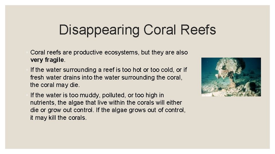 Disappearing Coral Reefs ◦ Coral reefs are productive ecosystems, but they are also very