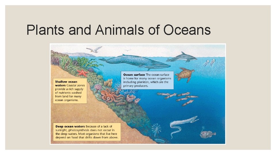 Plants and Animals of Oceans 