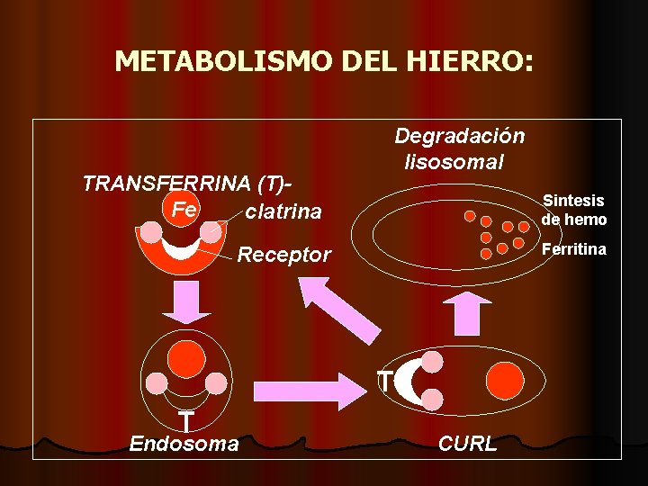 METABOLISMO DEL HIERRO: Degradación lisosomal TRANSFERRINA (T)Fe clatrina Sintesis de hemo Ferritina Receptor T