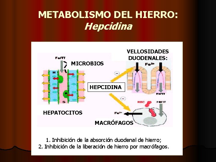 METABOLISMO DEL HIERRO: Hepcidina MICROBIOS VELLOSIDADES DUODENALES: HEPCIDINA HEPATOCITOS MACRÓFAGOS 1. Inhibición de la