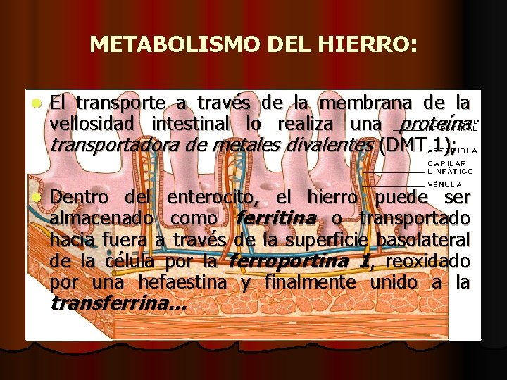 METABOLISMO DEL HIERRO: l El transporte a través de la membrana de la vellosidad