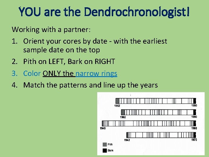 YOU are the Dendrochronologist! Working with a partner: 1. Orient your cores by date