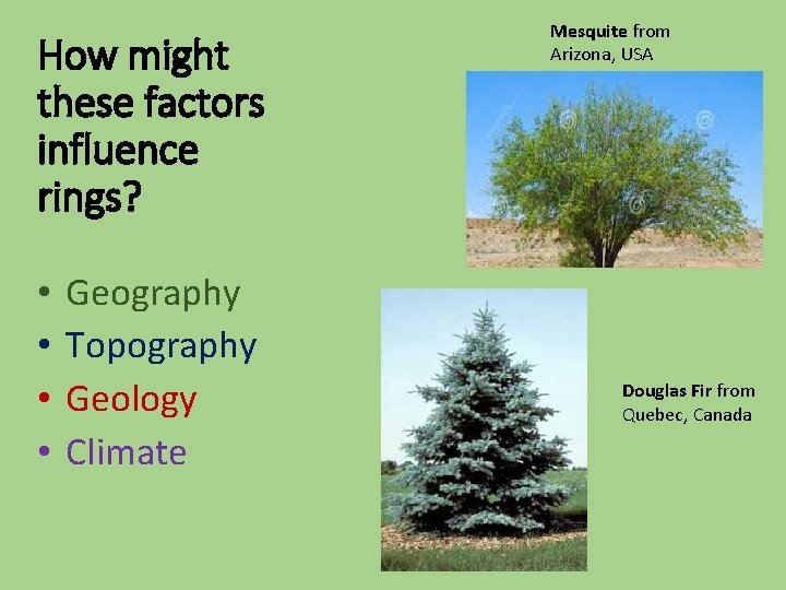 How might these factors influence rings? • • Geography Topography Geology Climate Mesquite from