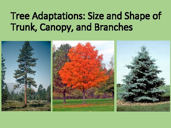 Tree Adaptations: Size and Shape of Trunk, Canopy, and Branches 