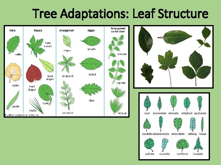 Tree Adaptations: Leaf Structure 