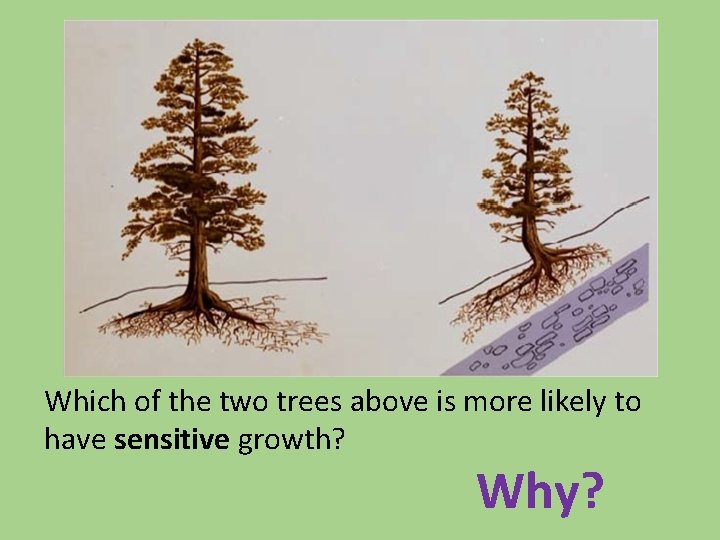 Which of the two trees above is more likely to have sensitive growth? Why?