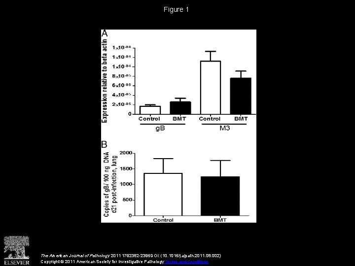 Figure 1 The American Journal of Pathology 2011 1792382 -2396 DOI: (10. 1016/j. ajpath.