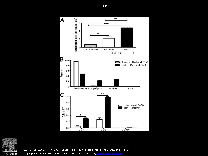 Figure 4 The American Journal of Pathology 2011 1792382 -2396 DOI: (10. 1016/j. ajpath.