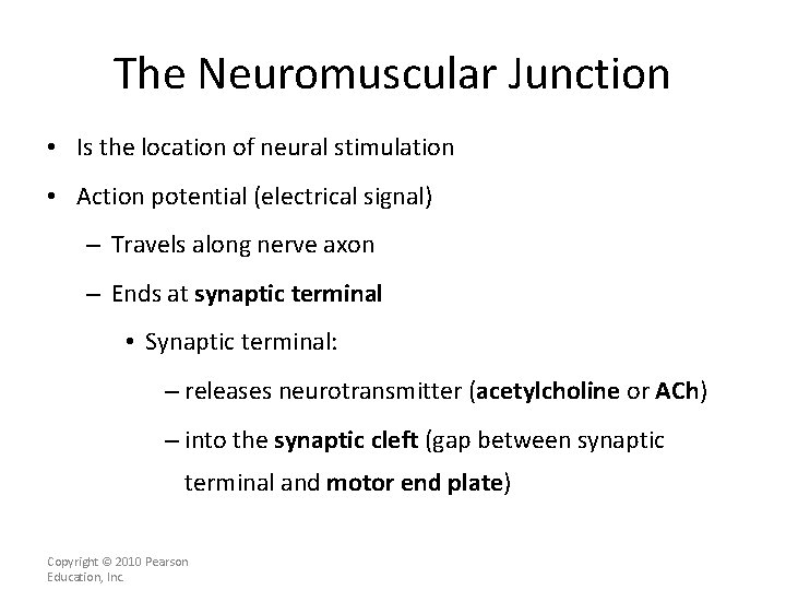 The Neuromuscular Junction • Is the location of neural stimulation • Action potential (electrical