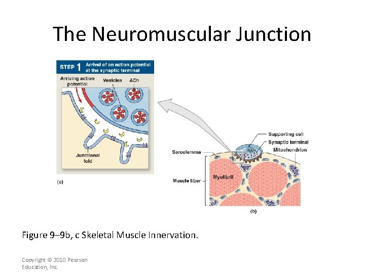 The Neuromuscular Junction Figure 9– 9 b, c Skeletal Muscle Innervation. Copyright © 2010