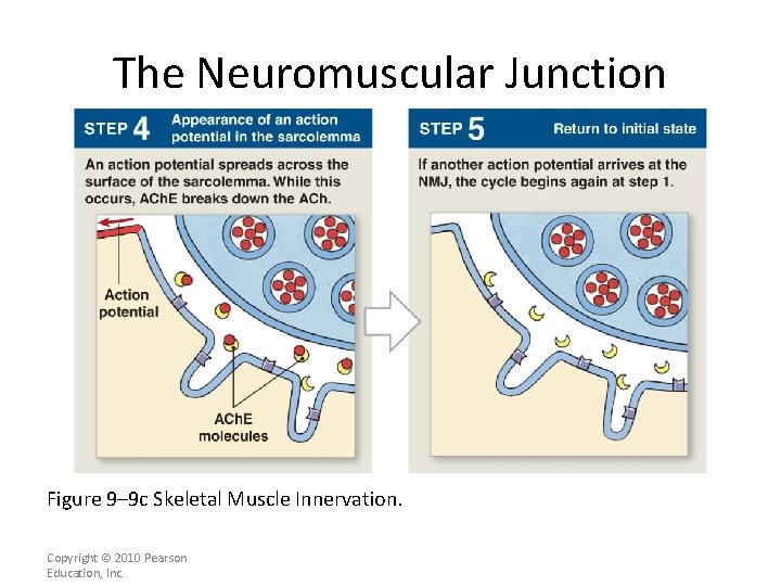 The Neuromuscular Junction Figure 9– 9 c Skeletal Muscle Innervation. Copyright © 2010 Pearson