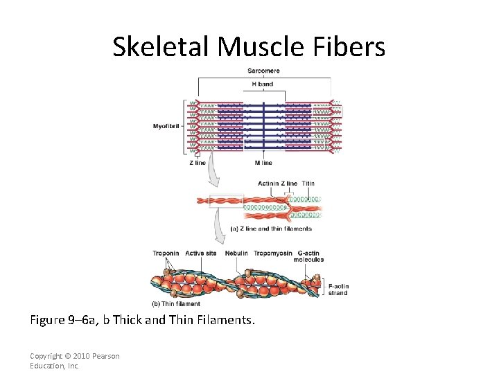 Skeletal Muscle Fibers Figure 9– 6 a, b Thick and Thin Filaments. Copyright ©
