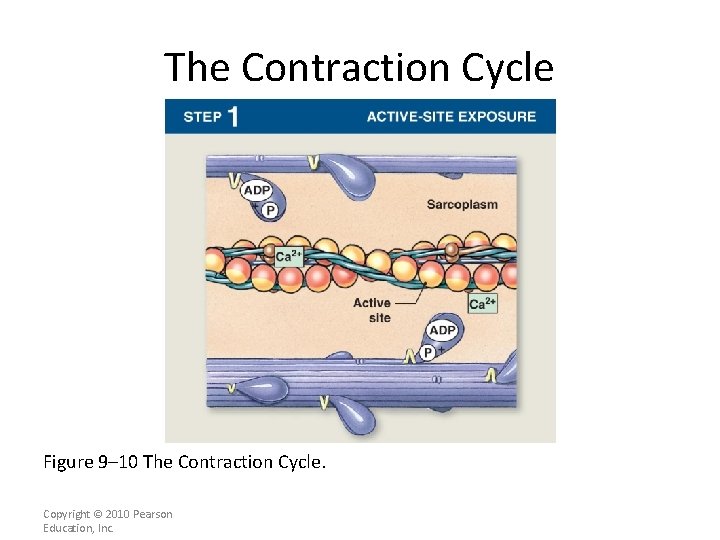 The Contraction Cycle [INSERT FIG. 10. 12, step 1] Figure 9– 10 The Contraction