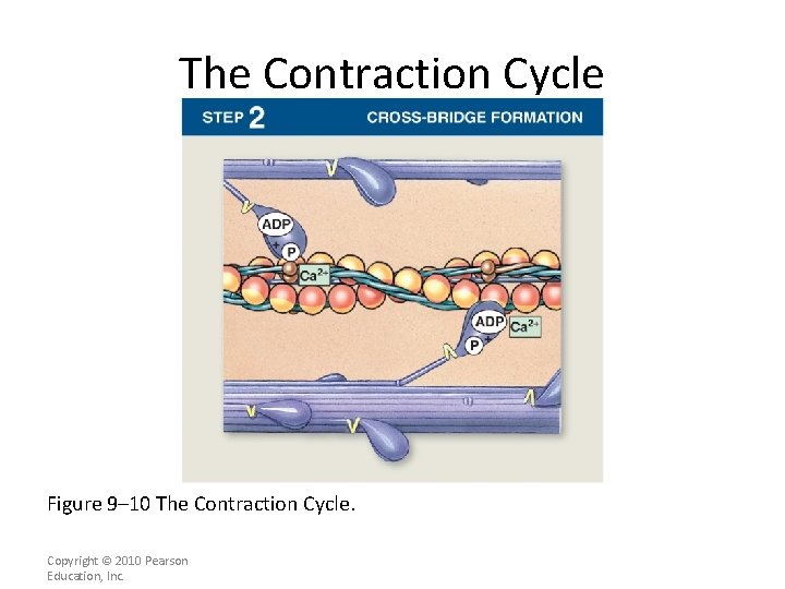 The Contraction Cycle Figure 9– 10 The Contraction Cycle. Copyright © 2010 Pearson Education,