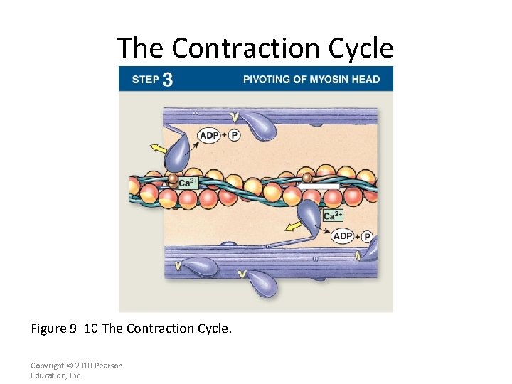 The Contraction Cycle Figure 9– 10 The Contraction Cycle. Copyright © 2010 Pearson Education,