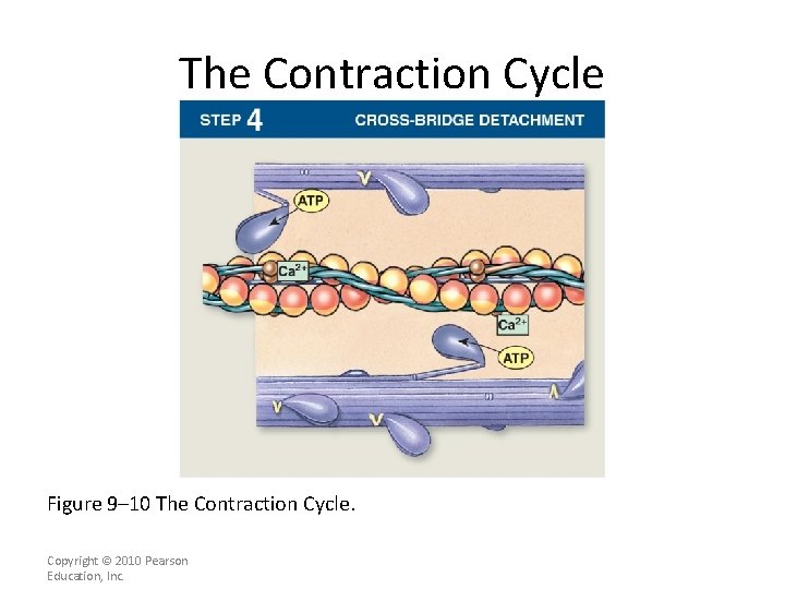 The Contraction Cycle Figure 9– 10 The Contraction Cycle. Copyright © 2010 Pearson Education,