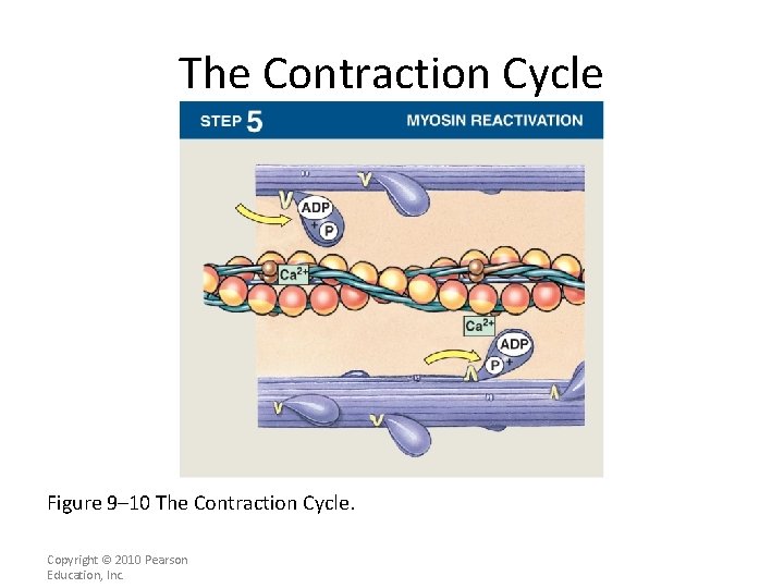 The Contraction Cycle Figure 9– 10 The Contraction Cycle. Copyright © 2010 Pearson Education,