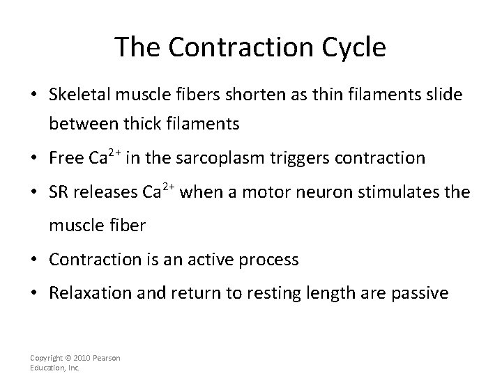 The Contraction Cycle • Skeletal muscle fibers shorten as thin filaments slide between thick