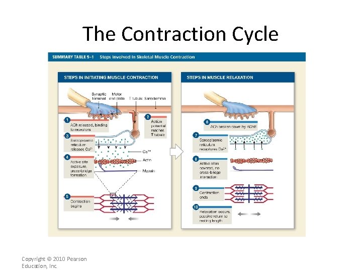 The Contraction Cycle Copyright © 2010 Pearson Education, Inc. 