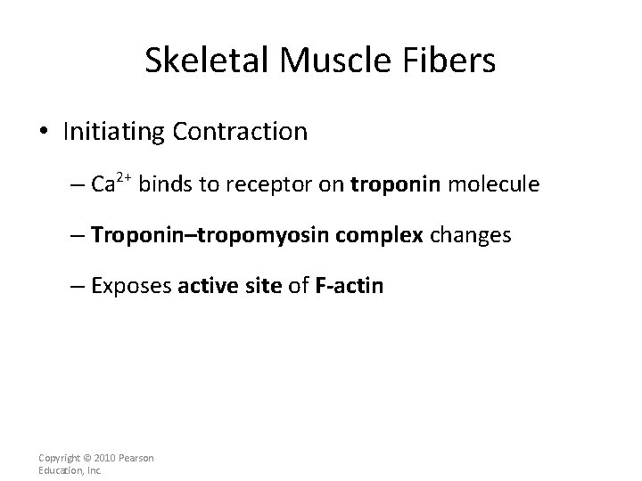 Skeletal Muscle Fibers • Initiating Contraction – Ca 2+ binds to receptor on troponin