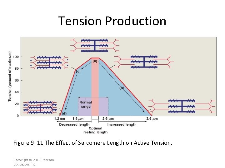 Tension Production Figure 9– 11 The Effect of Sarcomere Length on Active Tension. Copyright