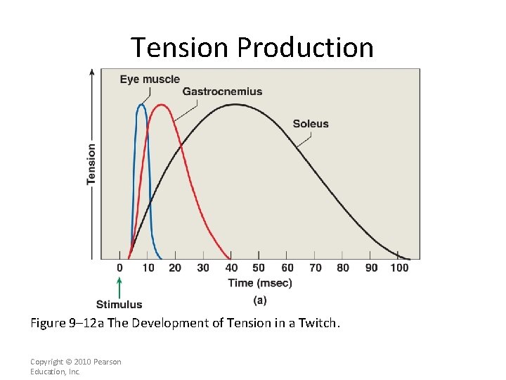 Tension Production Figure 9– 12 a The Development of Tension in a Twitch. Copyright