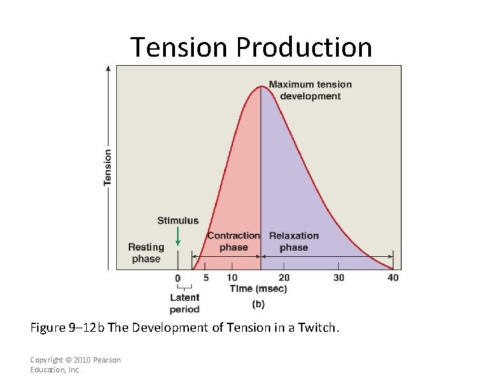 Tension Production Figure 9– 12 b The Development of Tension in a Twitch. Copyright