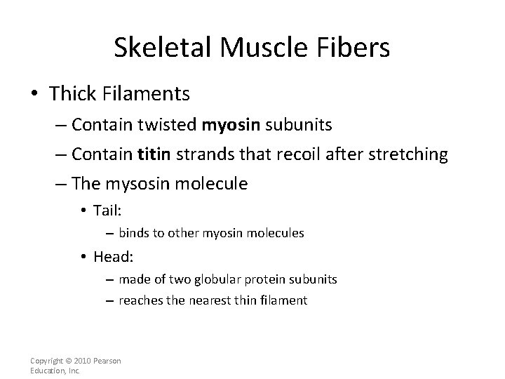 Skeletal Muscle Fibers • Thick Filaments – Contain twisted myosin subunits – Contain titin
