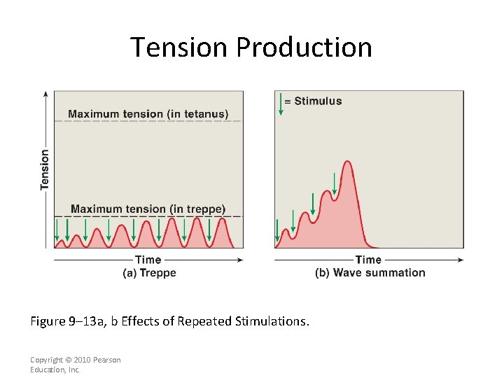 Tension Production Figure 9– 13 a, b Effects of Repeated Stimulations. Copyright © 2010